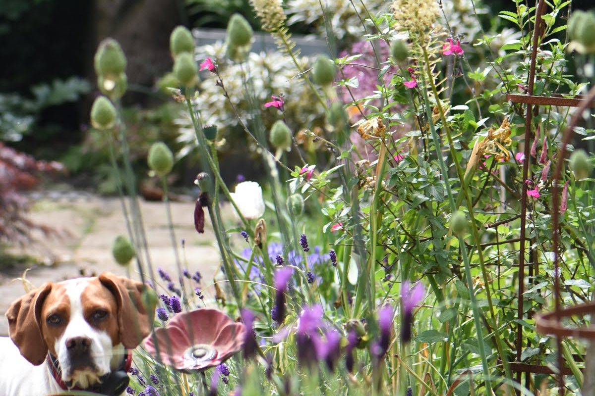 A dozen things wrong in this gardening photo from my path.