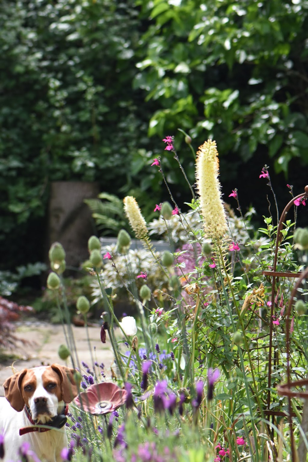 The Importance of Perennial Plants in Sustainable&nbsp;Gardening